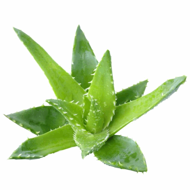 aloe vera ingredient
